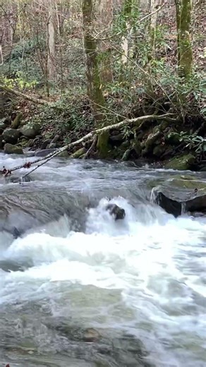 Mountain Stream After the Rain | Relaxing Flowing Water Ambience