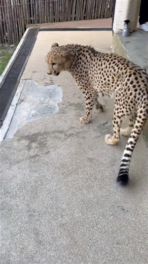 Petting a cheetah 🐆 #animals #shorts