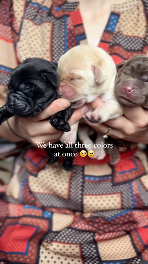 SOUND ON 🔉 🥹🥹 English Labradors for fall in every color. Reds coming next week!! We could not be more thankful 🥹 #foxredlab #foxredlabrador #englishlab #chocolatelabpuppy #blacklabpuppy #newbornpuppies Could | The Happiest Labrador