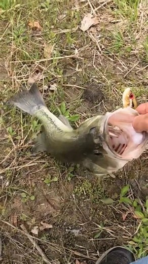 NO ! OH NO ! NO !! THIS WAS NOT SUPPOSED TO HAPPEN !!!! OR WAS IT ? #shorts #fishing #bassfishing