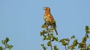 Wishing you a great wednesday! Song thrush singing (Turdus philomelos) Europe, Ukraine, Russia. | BIRDS & Nature