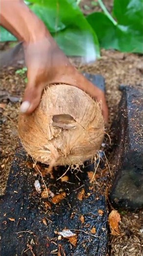 Good skill! Opening a coconut from its shell