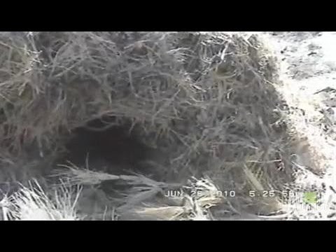 Possible Bigfoot Nest Found in Forest | Finding Bigfoot