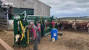 102 reactions · 18 shares | Your portable system can also be stationary. Process cattle faster than ever before with a portable chute, alley and tub. Learn more about our portable systems ➡️ https://hubs.la/Q011DsPb0 : Isla Begg ⛔ Not a Paid For Endorsement ⛔ #portablesystem #87series #portablecattlehandling #cattleranching #cattlesqueezechute #arrowquip #cattlehandling #cattleranch #familyfarm #ranchlife #farmlife #qcatch | Arrowquip | Facebook