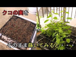 クコの実を育苗トレーにまいてみた