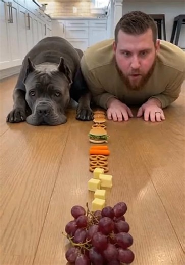 Bro trained for this moment his whole life😂 swear this dog is the main character😭 #dogsoftiktok #funnydog #dograce #funny #dogchallenge