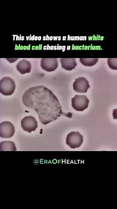 24K views · 27K reactions | A human white blood cell chasing a bacterium demonstrates the immune system in action. White blood cells, such as neutrophils, identify and pursue harmful bacteria to engulf and destroy them, protecting the body from infections. This process is a crucial aspect of the body’s defense mechanism. Follow @eraofhealth for more health tips and facts ✅ | Eraofhealth | Facebook