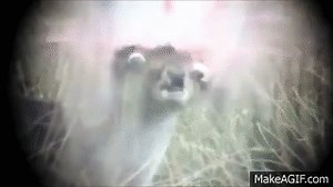 Deer head explosion [18+] on Make a GIF