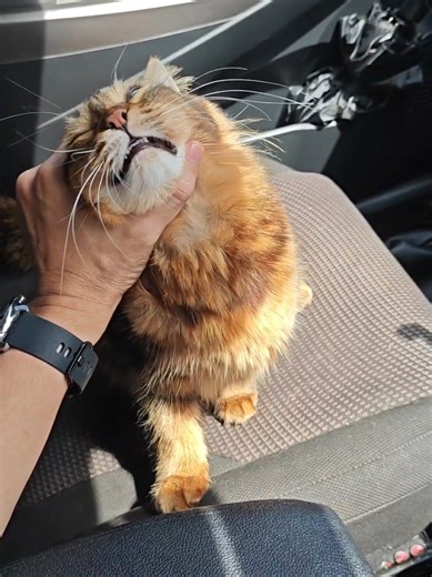 Balik kampung dengan copilot terpaling puasa 😾 #gary #cat #balikkampung