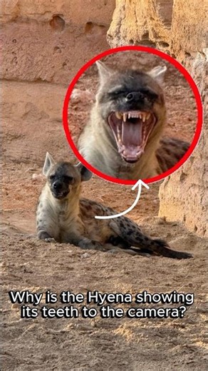 Why Did This Hyena Suddenly Open Its Mouth? 🐆 #wildlife
