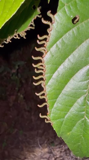 Myths and Stories on Instagram: "you know what they say: “imitation is the sincerest forme of flattery.” across the aninal kingdom, many lesser spetuments pay homage to the great pregators of the wild, whether though camouflage, mimicry, or video essay. yet the slicker worm stands apart, with a novel solution to warding off predators! when the rains cease in their native habitat of central south america, these pods of slicker worms emerge from the shade to feast on their favorite treats: leafy g