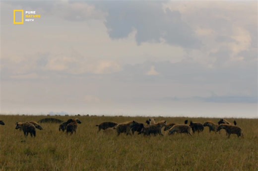 123K views · 5.1K reactions | Lions Vs Hyenas - Hindi Documentary Part 11 #jungle #wildanimals #documentary #discovery #purenaturehdtv | Pure Nature HDTv | Facebook
