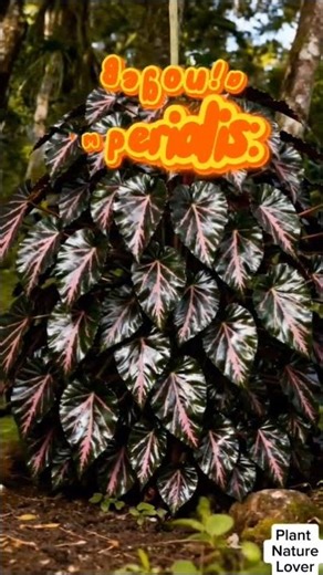 Blushing petals that steal the spotlight — this begonia’s glow hits different#short