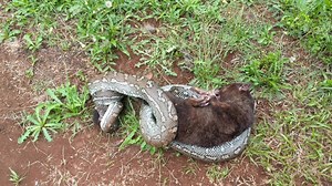 🐍🐀Possum versus snake 🐀🐍 This battle started on our roof on what we are thinking is usually shared territory. The truce is ended. We were surprised and relieved at the outcome ... 🐀🐀🐀🐀🐀🐀🐀 | ABC North Coast