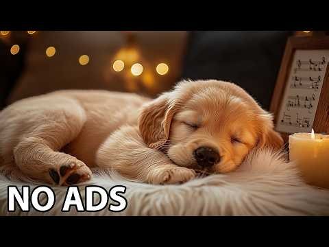 12 Hours Relaxing Music for Dogs 💖 Dogs Calming Music – Dog Healing Background Sounds For Peaceful