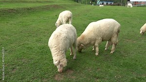 Farm animal Merino sheep walking, resting, eating grass freely in farmland