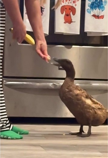 Rosie's Adorable Diaper Moments with Ducks