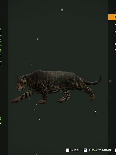 Pseudo Melanistic Jaguars Look INCREDIBLE! Call of the wild #shorts