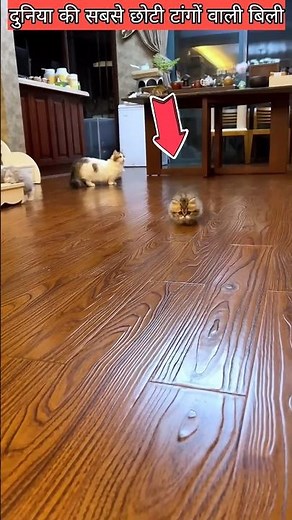 🐱 The Cat With the Shortest Legs in the World