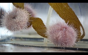 155K views · 724 reactions | Sea Urchins on Mars!? | Seeker by The Verge | Facebook