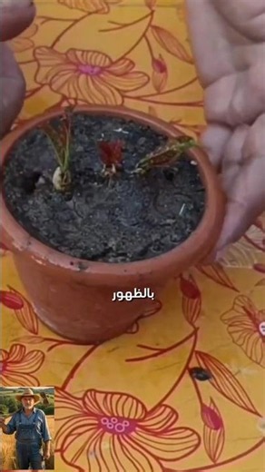 Plant cardamom in half a potato and witness the miracle!