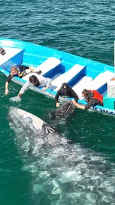 These amazing whale moms bring their babies right up to the boats, showing them that humans can be gentle and kind. 💙 It's a special tradition passed down through generations here in the lagoon, teaching the calves that we’re friends, not foes. How cool would it be to meet these adorable moms and their little ones? Message us for trip details! ⤵ San Ignacio Lagoon Gray Whales 🐋 · · · #WhaleWatching #LuxuryTravel #HolidayDestination #OutdoorActivities #Wildlife · Glamping • Luxury Camp • Whale 