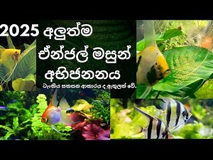 2025 අලුත්ම ඒන්ජල් මසුන් අභිජනනය/ how to breeding angel fish #angelfish #breeding