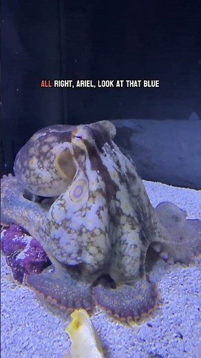 Watch Ariel the octopus flash her blue dot!
