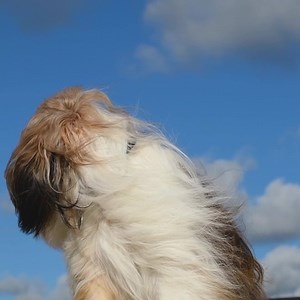 Riding with the windows down is optional. 260-horsepower turbocharged engine available in the all-new 2020 Subaru Legacy. | Subaru of America, Inc.