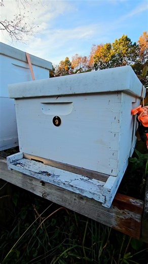 Hive No. 9 #oakpointfarmllc #honeybees #bees #beekeeping #beehive #apiary #farming #reelsfacebook #shorts | Oak Point Farm