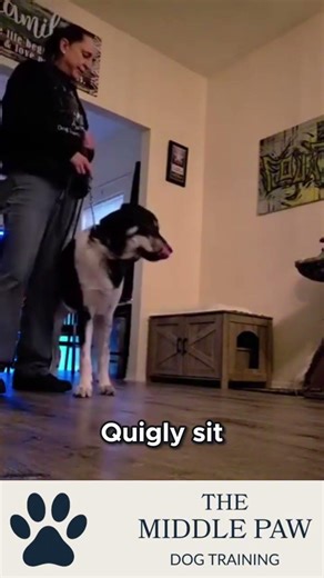 Keep Your Dog Focused #dogtraining #dogcoach #pets #yourdog #puppy #kristithetrainer