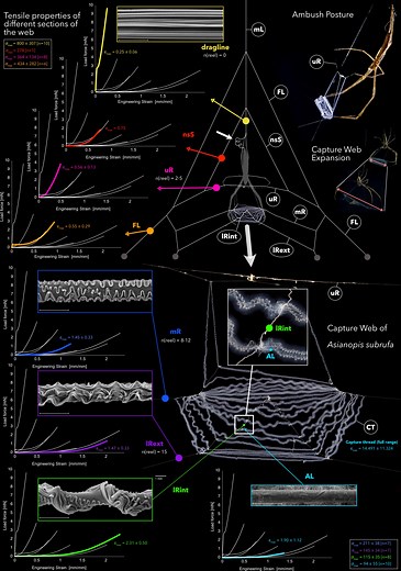 Behavioral tuning of spider silk thread stiffness circumvents biomaterial trade-offs | PNAS