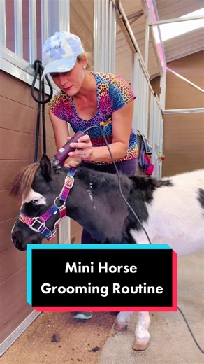 Mini Horse Grooming Routine: Taking Care of my Mini 🦄