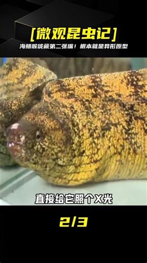 海鱔嗓子里藏第二張嘴！構造超恐怖，根本是異形原型啊… #动物世界 #神奇动物 #纪录片 #微观世界 #蚂蚁