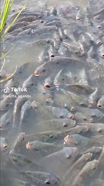 Kaifa Fish Farming in Uganda: A Closer Look at the Biggest Fish Farm in Akure