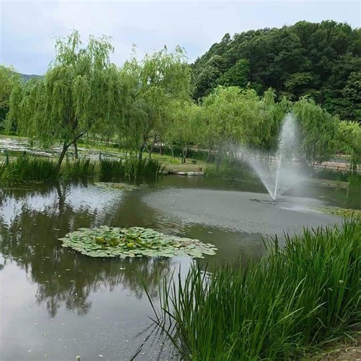 198☆ 거창-창포원(수련)12. (경남 거창 korea)