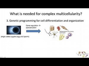 Lecture 19 2 Evolution of Multicellularity