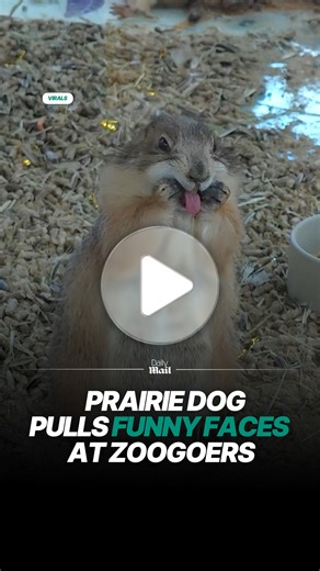 Prairie dog makes funny faces at zoo visitors