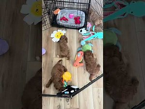 Windy Ridge Puppies Cockapoo Puppies at 7 weeks