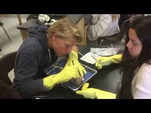 Fetal Pig Dissection Lab