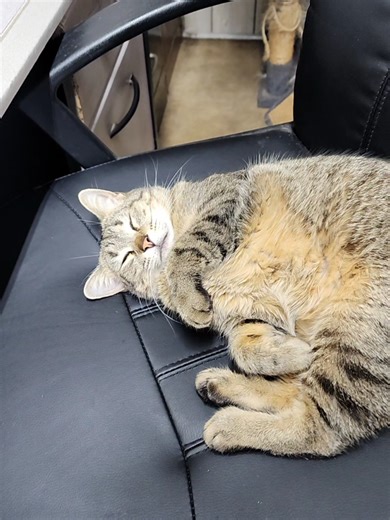 Miss Briggs The Shop Cat's Rainy Day Adventures