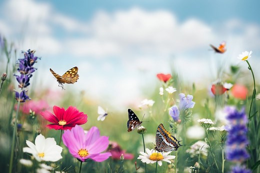 The Deep Symbolism and Meaning Behind a Butterfly's Colors