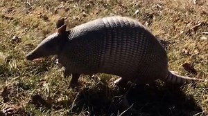 Climate change is leading armadillos to migrate north