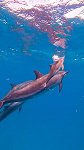 The cutest baby dolphin ever 😍🐬 #underwater #ocean #oceanlife #sealife #marinelife #underwaterworld #underwaterphotography #diving #freediving #scubadiving #hawaii #hawaiilife #hawaiidiving #oahu #aloha #pacificocean #reef #coralreef #oceanlover #oceanvibes #oceannature #marineanimals #seacreatures #octopus #octopuslove #cephalopod #wildlife #nature #explore #adventure | Hawaii Aquaman