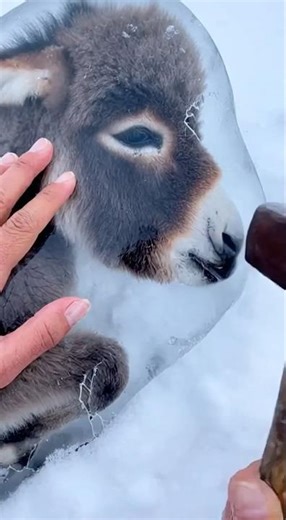 Frozen Baby Donkey Rescue ❄️🫏 | Humanity Wins