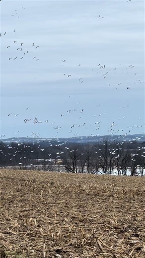 The Amazing Migration of Snow Geese in Pennsylvania