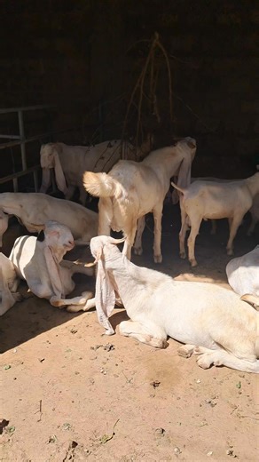 25K views · 959 reactions | FRIENDS GOATS FARM MALIR MEMON GOTH KARACHI | Friends GOATS FARM | Facebook