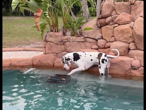 Funny Great Dane Pool Guy Supervisor Paws Aiper Scuba Robot To Get Back To Work Vacuuming The Pool