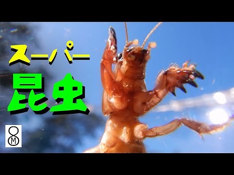 水辺のスーパー昆虫、ケラを観察してみた。
