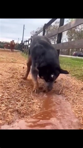 Black and Tan Dog Enjoys Water on a Farm